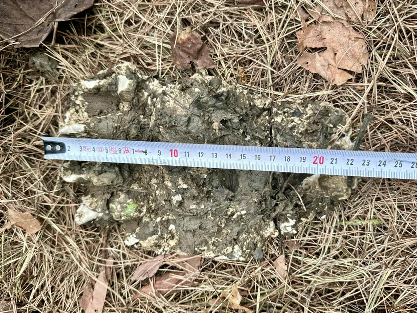 Bear tracks near Zlín. Photo: MP Zlín