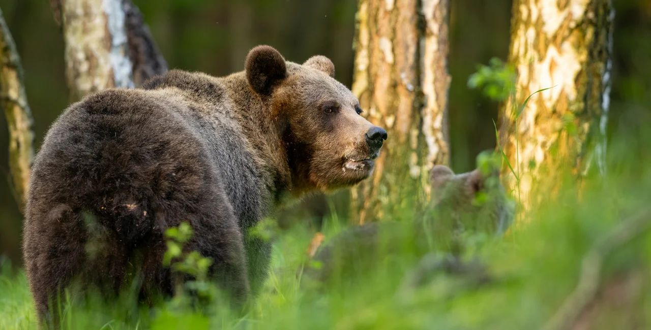 Brown bear in Slovakia. Photo: Shutterstock / Branislav Cerven