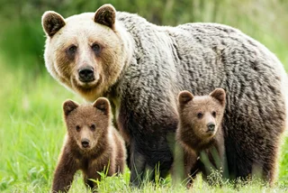 Hunters 实时预测历史数据走势记录 report bear sightings 实际赛车比赛全过程直播 across Czechia, but experts question claims