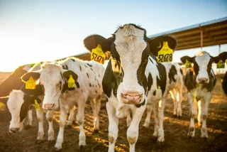 Meet the real-life IT crowd keeping animals healthy in Czechia