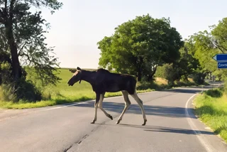 How a rogue moose wandering around Czechia has become a national darling