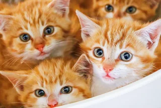 In selfless gesture, Prague woman gives homeless man's kittens a new home