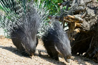 Prague Zoo opens new enclosure for Indian crested porcupines