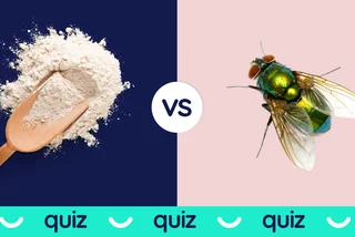 QUIZ: Confusing Czech word pairs related to food – test yourself!