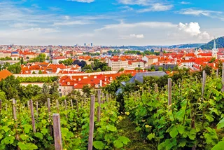 Historic vineyards across Prague will host free guided tours this weekend