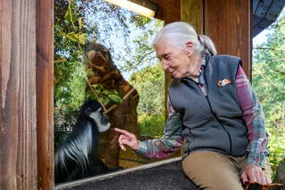 Famed primatologist Jane Goodall to visit Prague, baptize baby gorilla