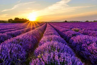 Lavandula Bohemia: Visit a Czech lavender field for a magical spa escape