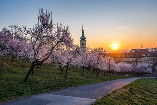 Petřín in bloom: Prague’s hill of secrets awaits (even without the funicular)