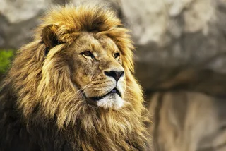 Lion escapes zoo near Prague, attacks handler; police shoot animal dead