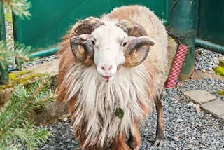 Ewe kidding me? Prague man trapped in home by rogue ram