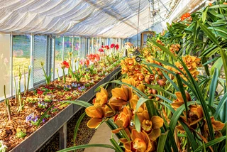 See thousands of flowers bloom at Prague Castle greenhouse exhibit