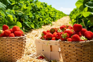 Strawberry season kicks off in Czechia: Where to go picking near Prague?