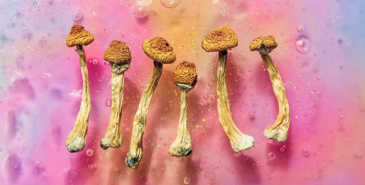 Psilocybin mushrooms Shutterstock by Cannabis_Pic