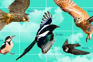 Flighty language: These colorful Czech expressions are for the birds