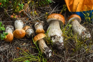 Where to find mushrooms near Prague during foraging season