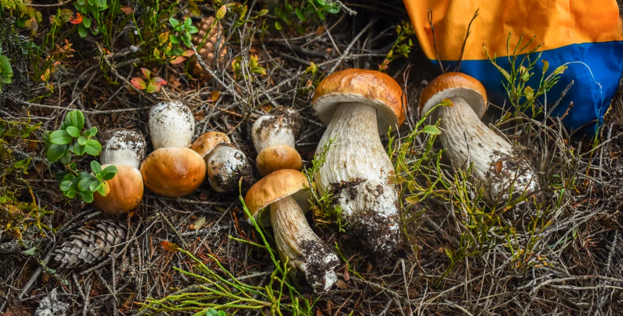 Where to find mushrooms near Prague during foraging season