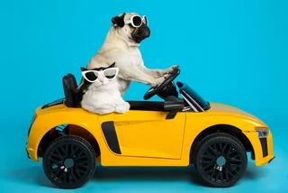 Are your pets ready to travel? Don’t miss these country-specific rules