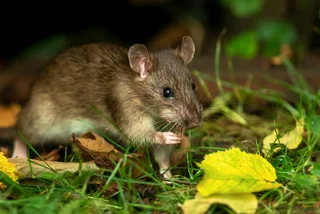A rattling stat? Prague has five rats for every resident