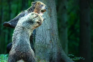 Czech Nature Photo chooses winning entry, exhibition opens in Prague today