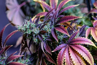 New campaign aims to legalize, regulate Czech cannabis market